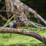 Kingfisher