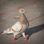Racing Pigeon