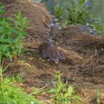 Brown Rat