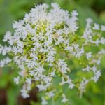 Jupiters Beard Centranthus ruber Alba