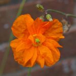 Orange Feathers Papaver Ruprifragum