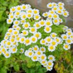 Tanacetum parthenium