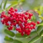 RAW_1219