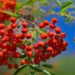 RAW_1221