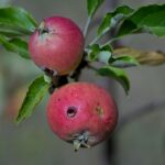 RAW_1224