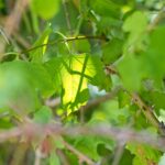 RAW_1284
