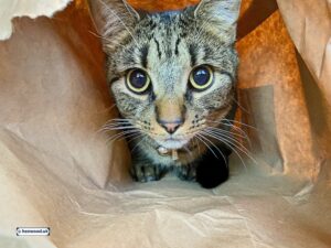 Read more about the article Cats!