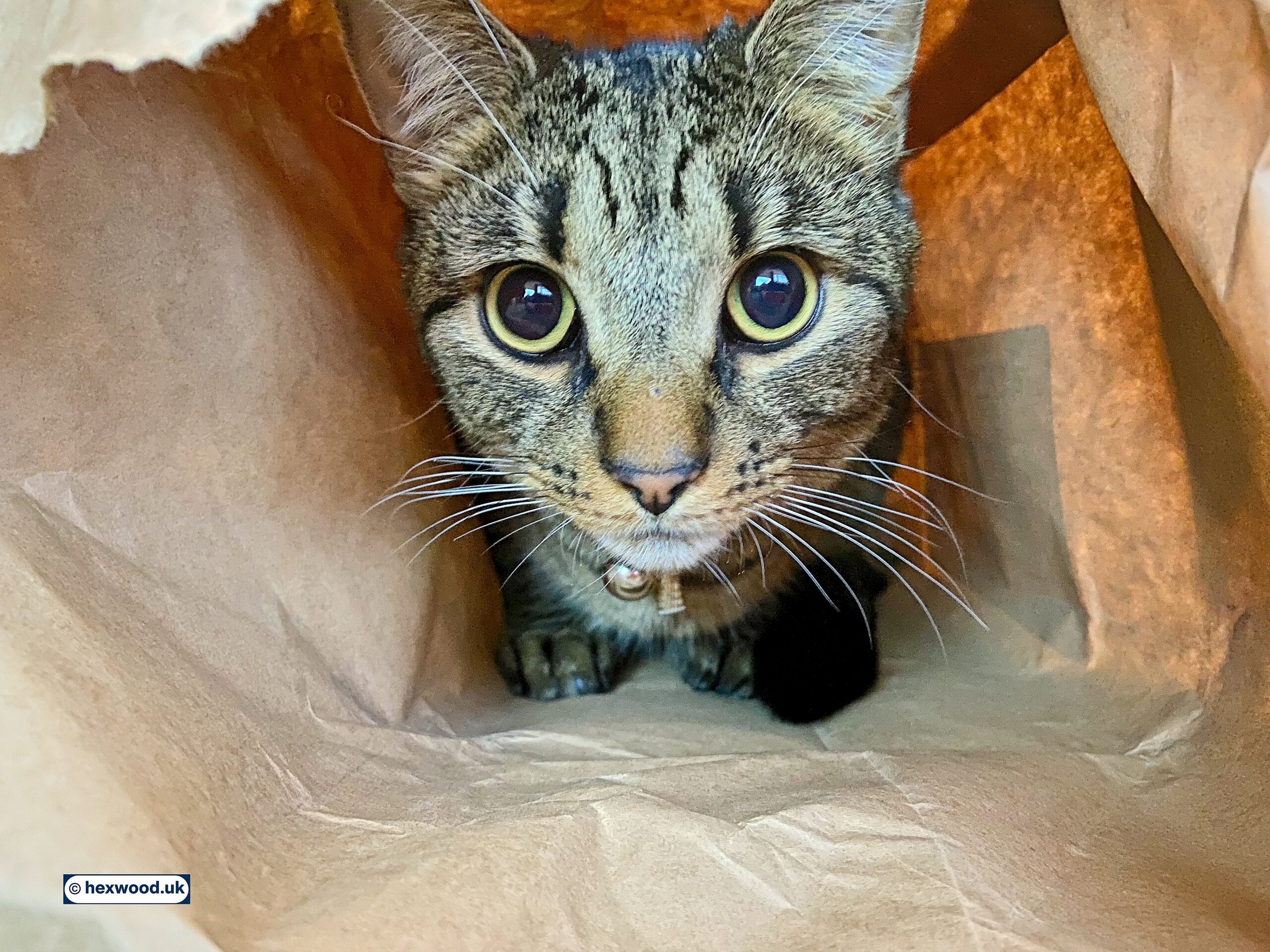 Read more about the article Cats!