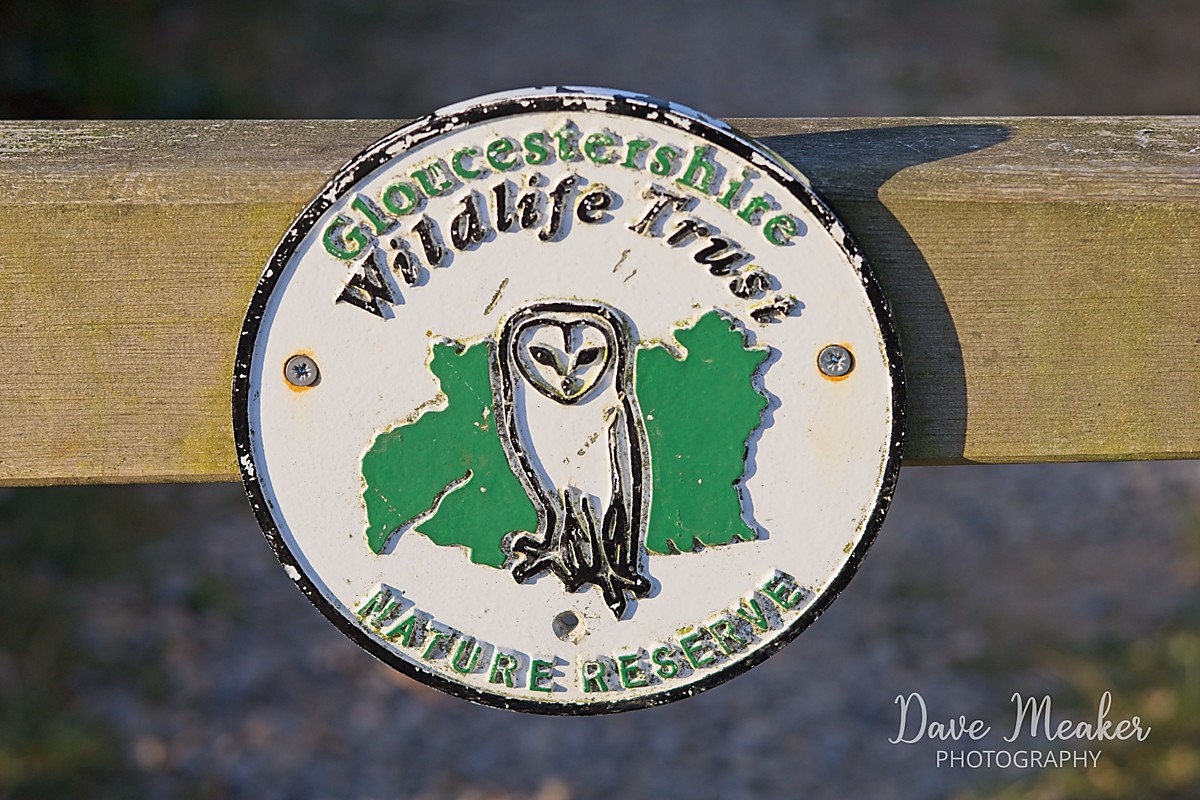 Read more about the article Lower Woods