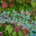 RAW_2038 1