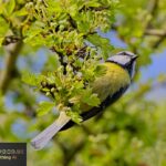 Blue Tit