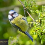 Blue Tit
