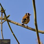 Goldfinch