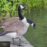 Canada Goose